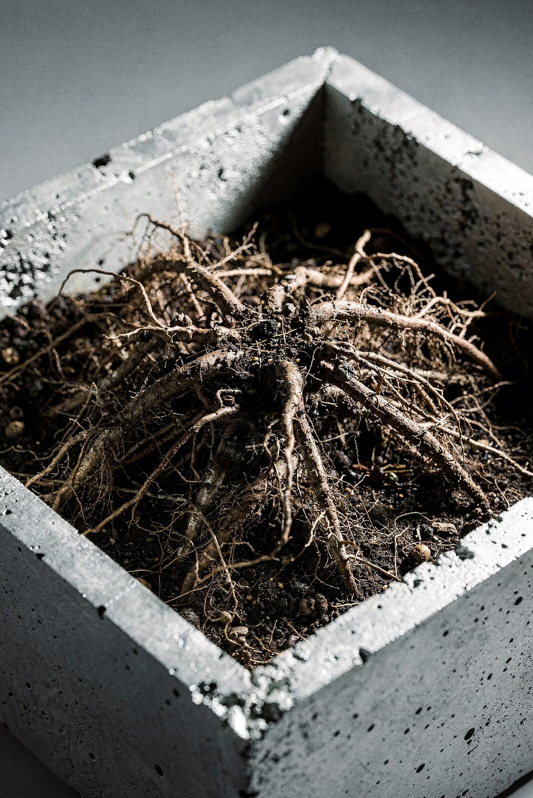 Roots pushing through a concrete and steel structure, representing living strategy surviving rigid systems.