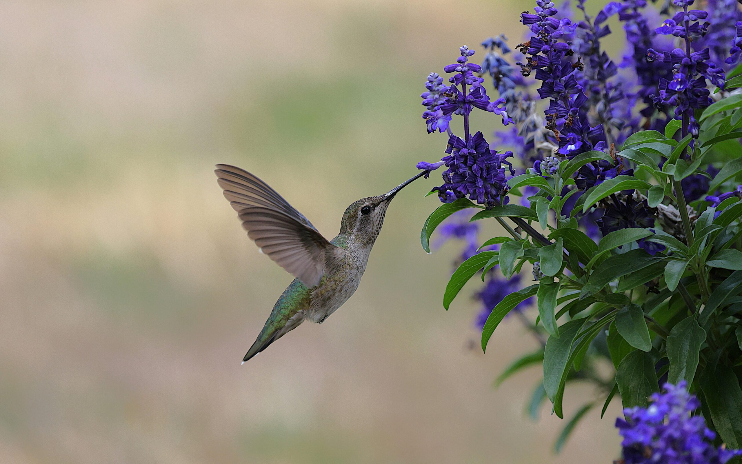 A hummingbird gathering nectar from tropical flowers, symbolising Medical Affairs sensing, interpreting and redistributing scientific insight across the product lifecycle.