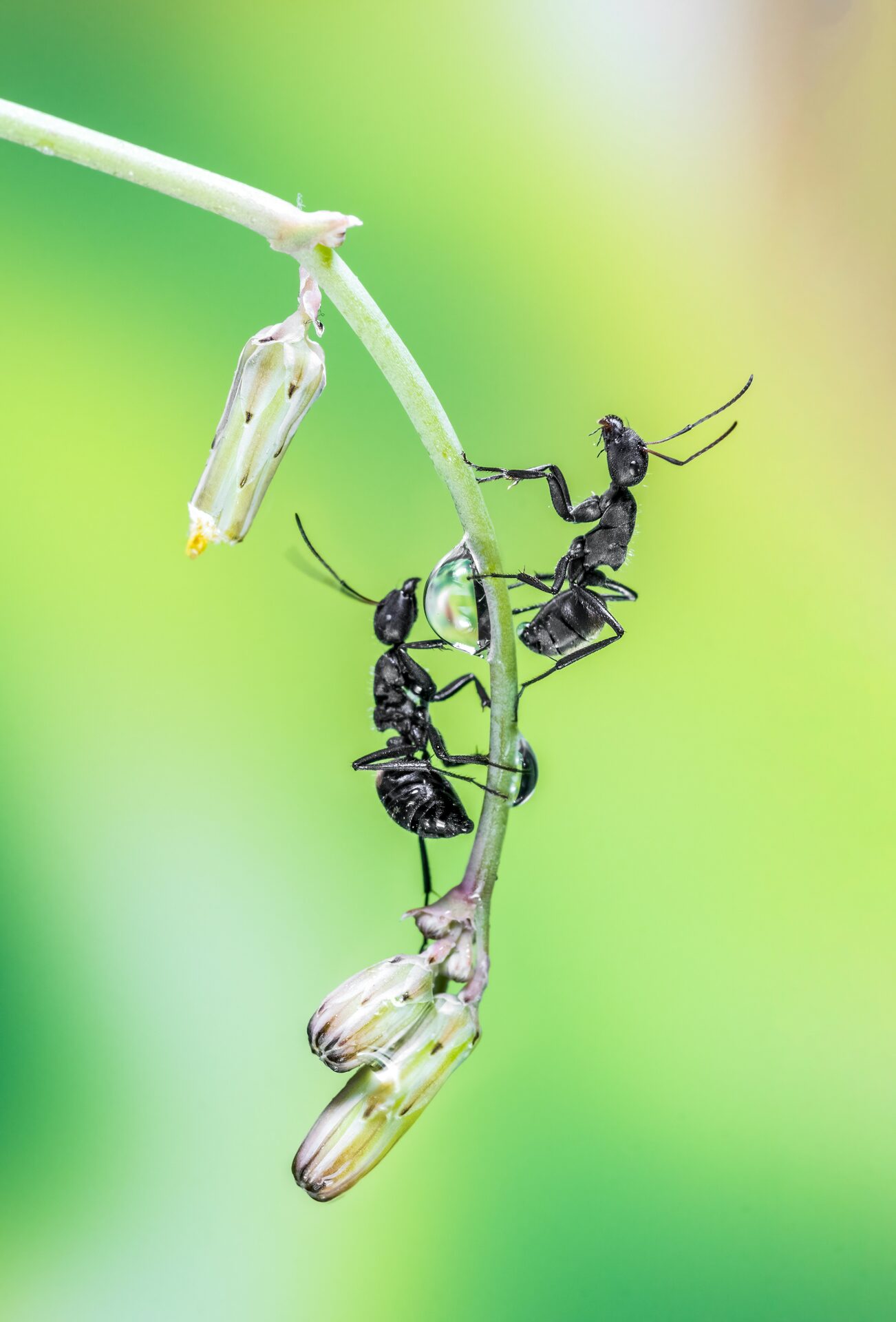 Ants forming a living bridge, symbolizing coordinated local execution under one governed clinical-trial system.