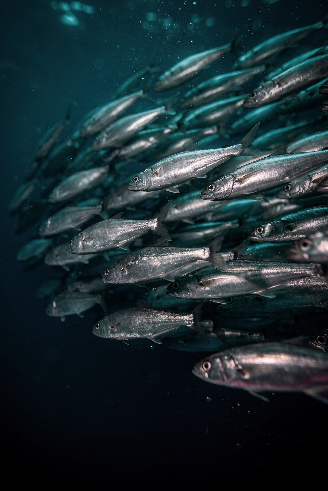 A coordinated school of fish, symbolizing field intelligence, scientific exchange and insight-to-action in Medical Affairs.