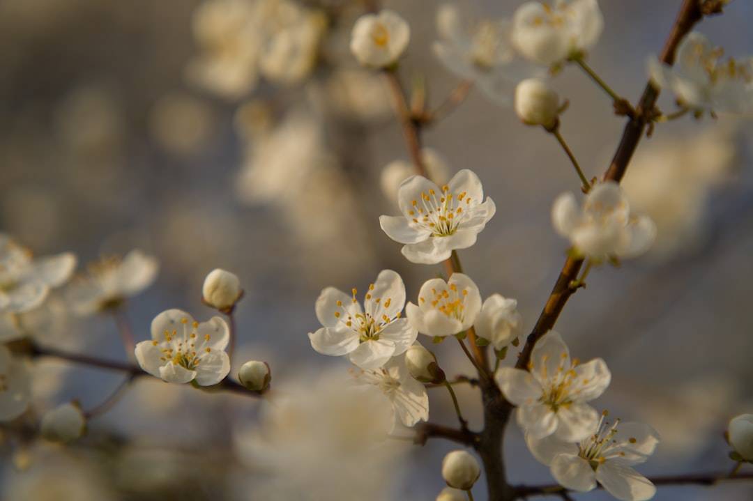 Bee approaching a white blossom, representing the progression from development input to value creation.